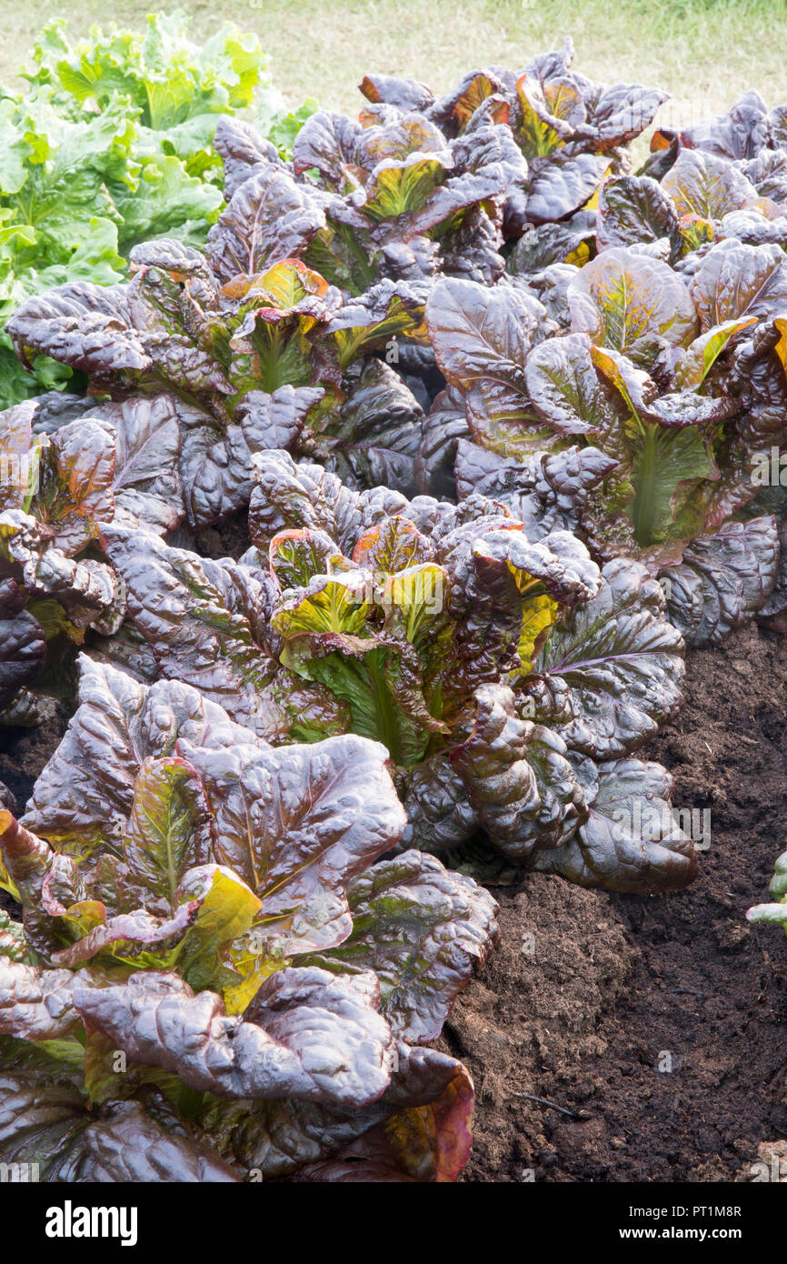 Bio-Salat - Salaternte wächst in Reihen auf einer Zuteilung, Lactuca sativa - Salat Nymans - Heritage Variety - Sommer - UK England Stockfoto