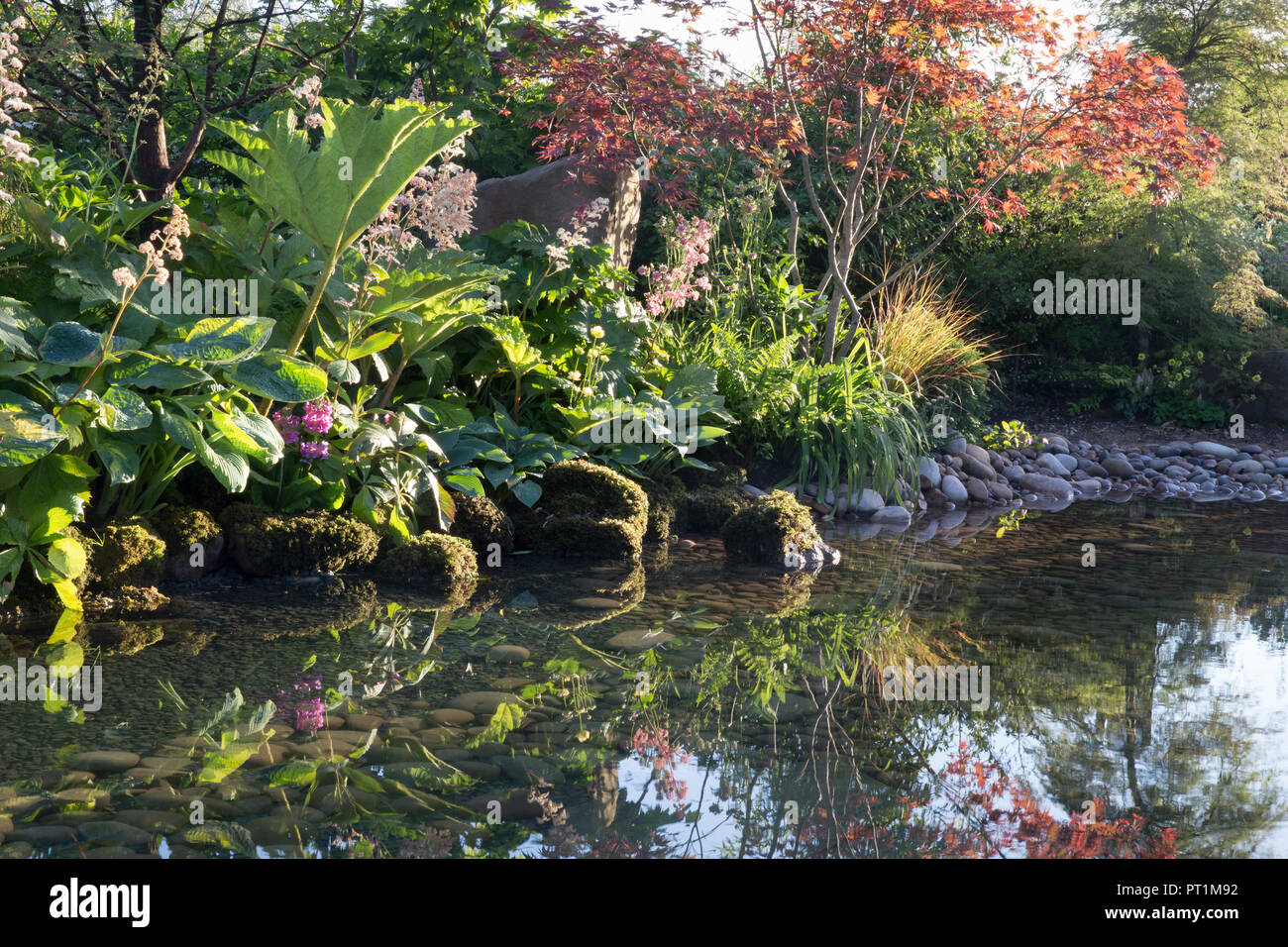 Japanischer Garten großer Teich Wasserspiel mit Moos bedeckten Steinen mit, Gunnera manicata - Rodgersia aesculifolia - Acer palmatum Bäume - England UK Stockfoto