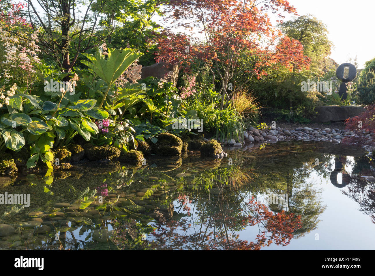 Japanischer Zen-Garten großer Teich Wasserspiel mit moosbedeckten Steinen mit, Gunnera manicata - Rodgersia aesculifolia - Acer palmatum trees UK Stockfoto