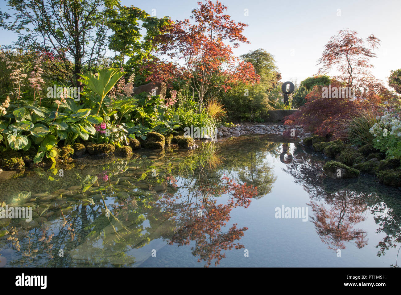 Japanischer Zen-Garten großer Teich Wasserspiel mit moosbedeckten Steinen mit, Gunnera manicata - Rodgersia aesculifolia - Acer palmatum Bäume - UK Stockfoto