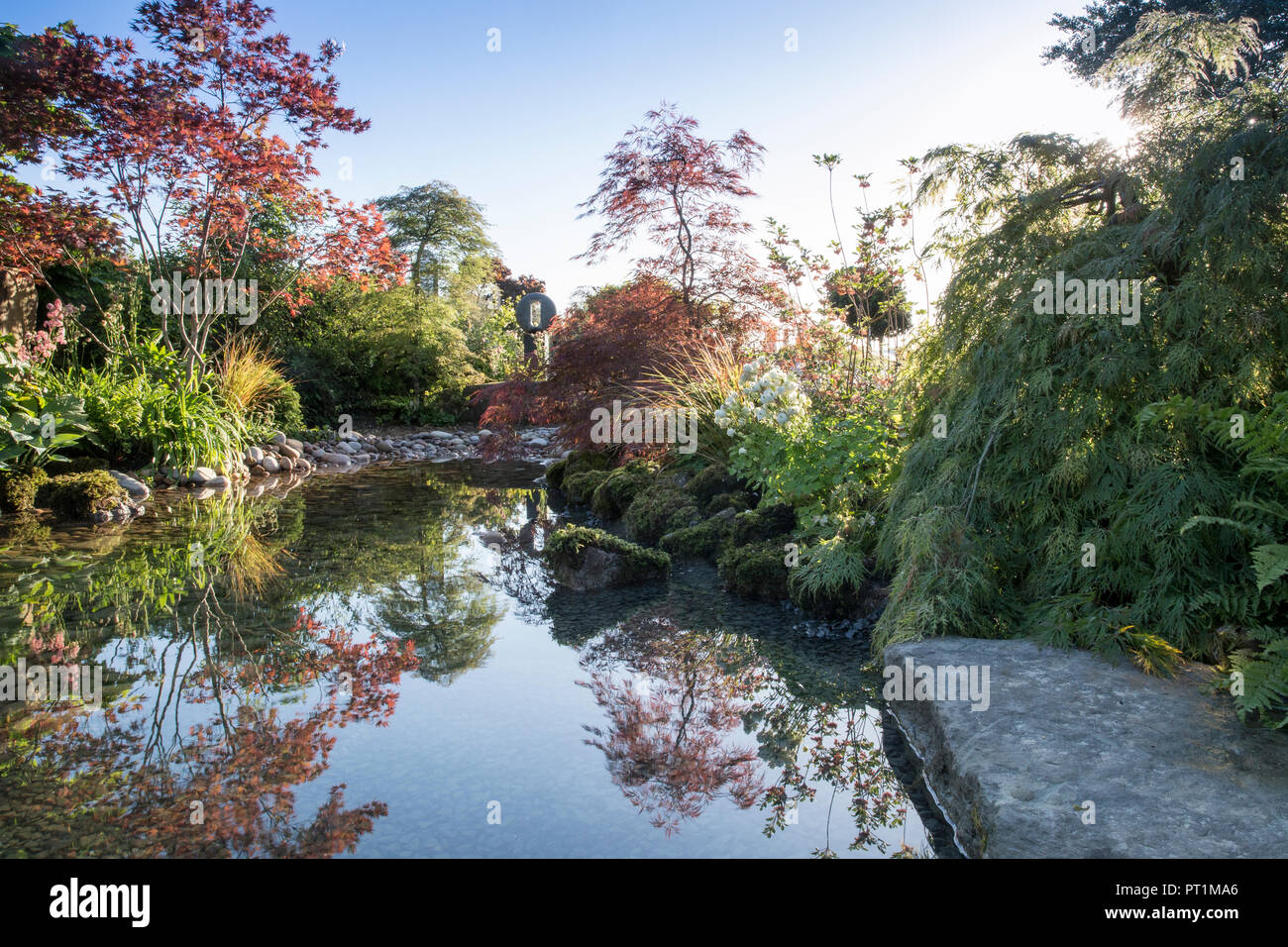 Japanischer Zen-Garten großer Teich Wasserspiel mit moosbedeckten Steinen mit, Gunnera manicata - Rodgersia aesculifolia - Acer palmatum Bäume - UK Stockfoto