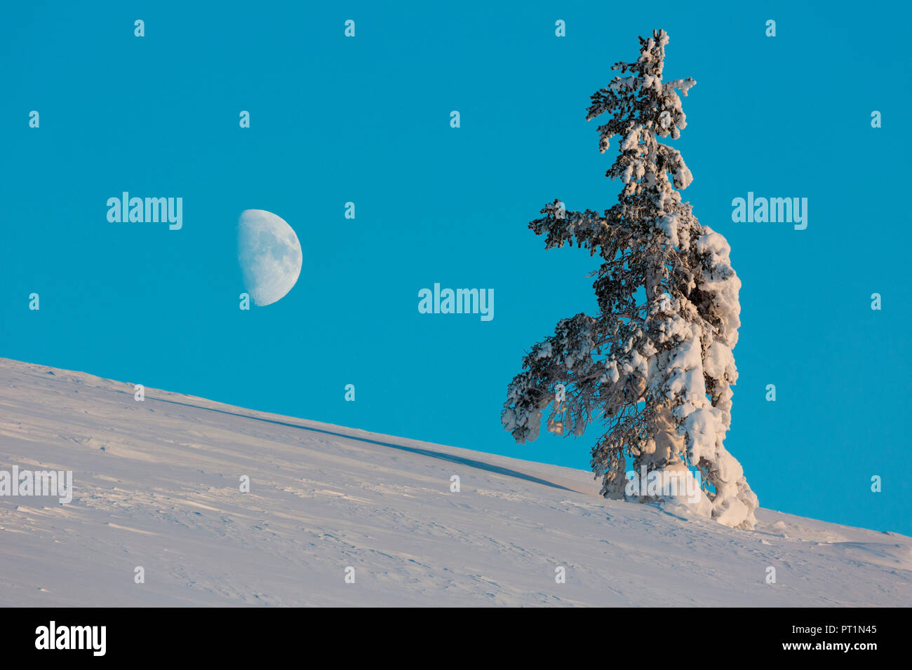 Einsamer Baum vor der Mond bei Pallas-Yllästunturi Nationalpark, Muonio, Lappland, Finnland, Europa Stockfoto