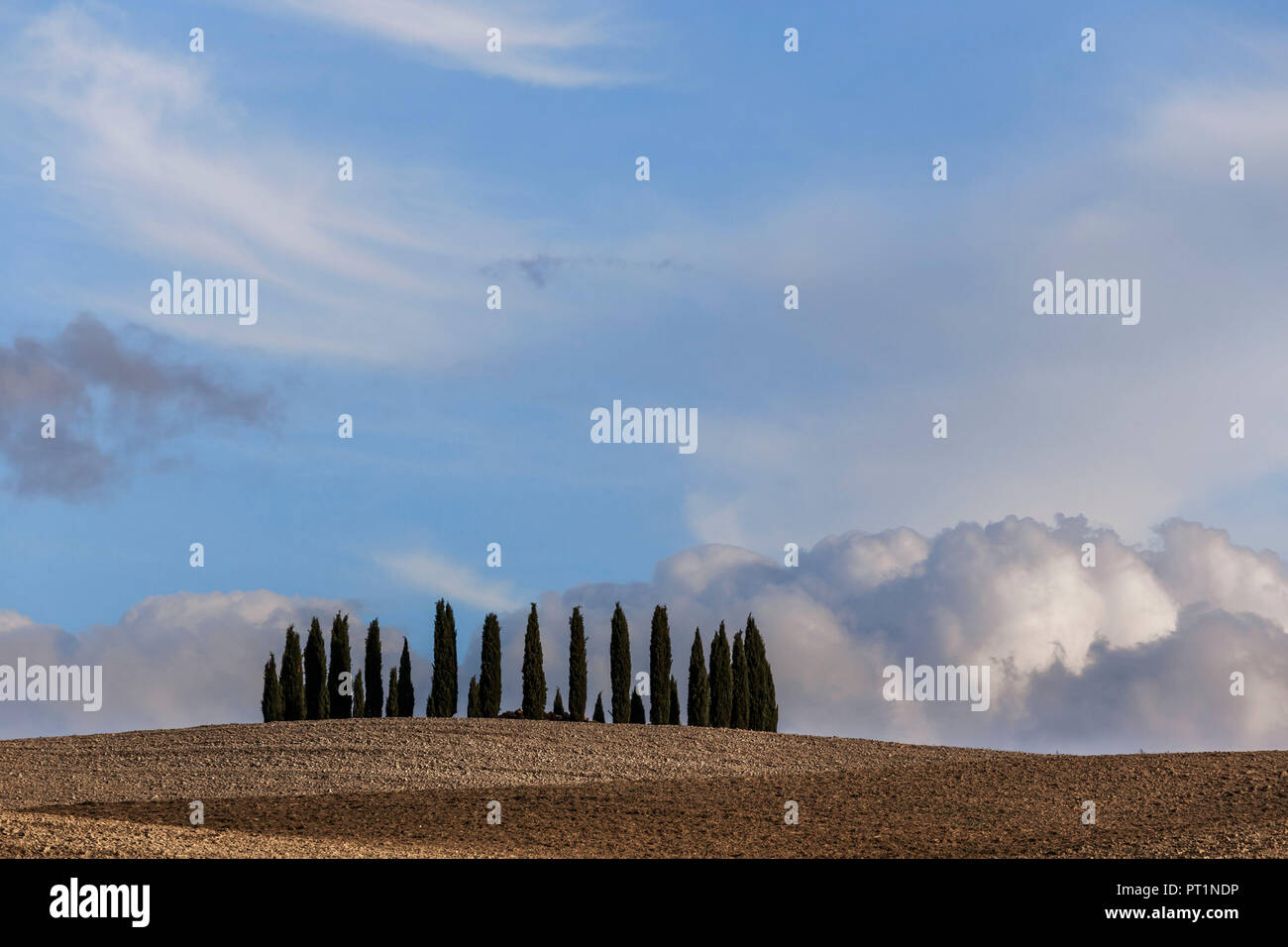 Orcia Tal berühmte cipresses im Herbst, Italien, Toskana, Siena, San Quirico Stockfoto
