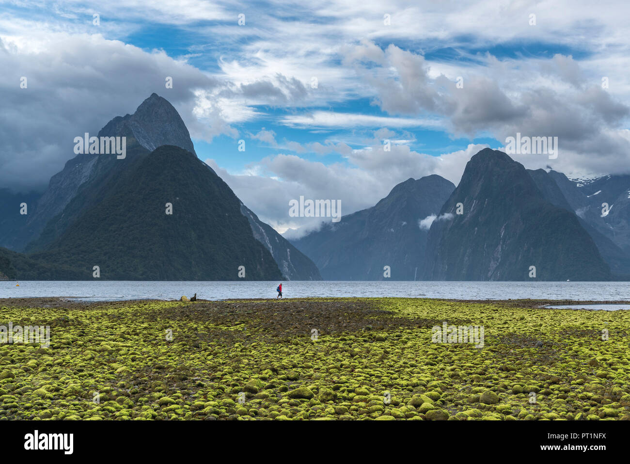 Grüne Algen an der Küste mit Ebbe und Mann, Milford Sound, Fjordland NP, Süden, Süden Region, South Island, Neuseeland, Stockfoto
