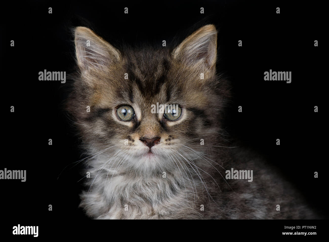 Portrait von Maine Coon kitten vor schwarzem Hintergrund Stockfoto
