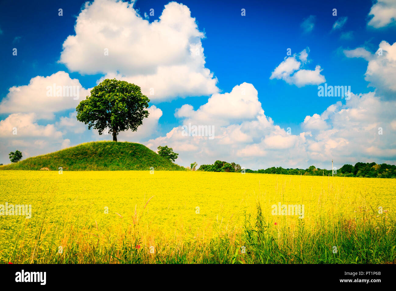 Ein einsamer Baum in einem Feld von Mais in der Landschaft von Friuli Venezia-Giulia, Provinz Udine, Italien, Stockfoto