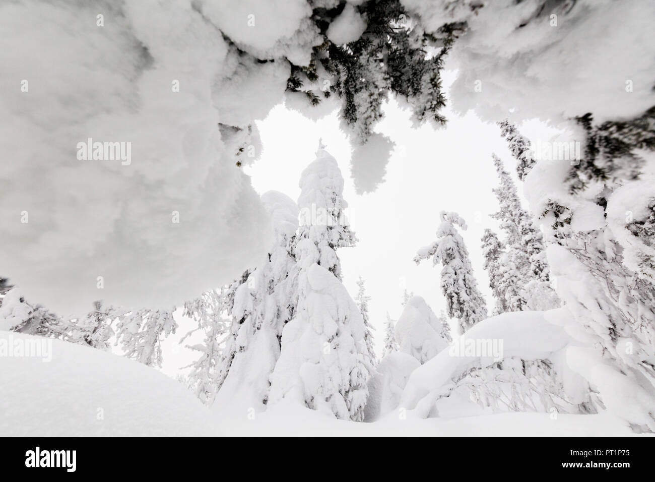 Gefrorene Bäume mit Schnee, Levi, Kittila, Lappland, Finnland Stockfoto