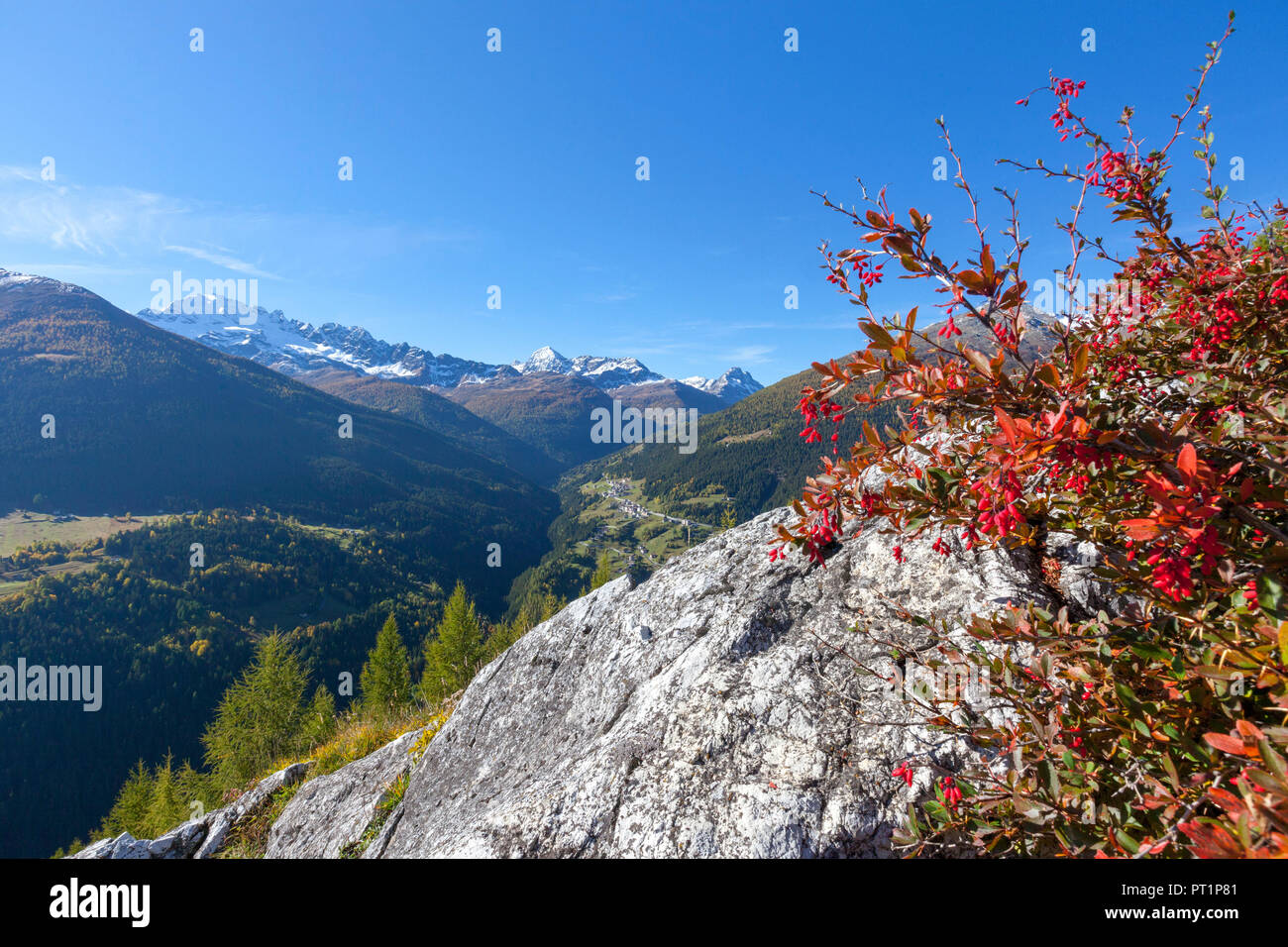 Rote Beeren im Herbst, Val Vezzola, Valdidentro, Valtellina, Sondrio Provinz, Lombardei, Italien Stockfoto