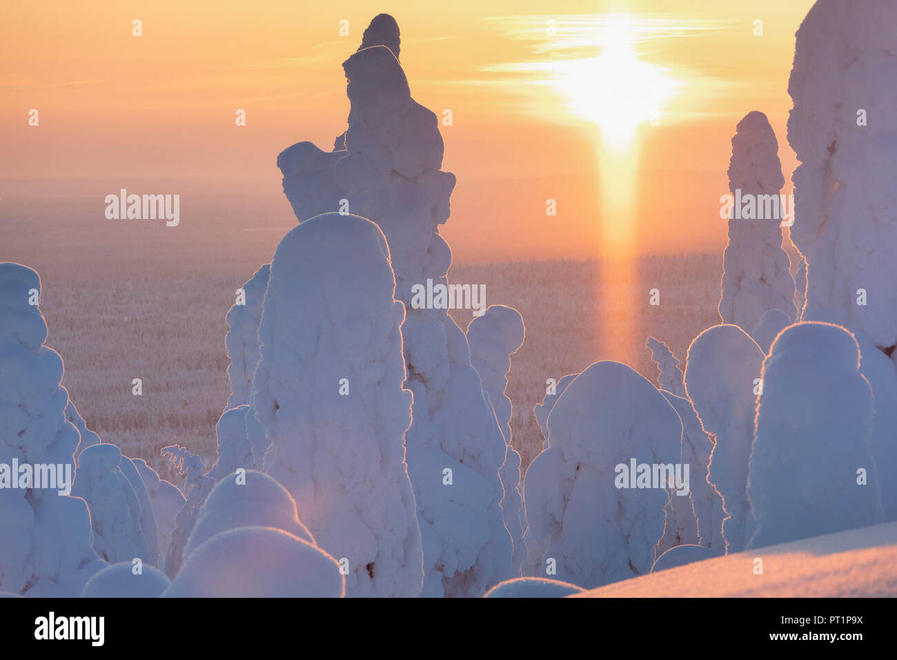 Sonnenuntergang auf der eisigen Wald, riisitunturi Nationalpark, Posio, Lappland, Finnland Stockfoto