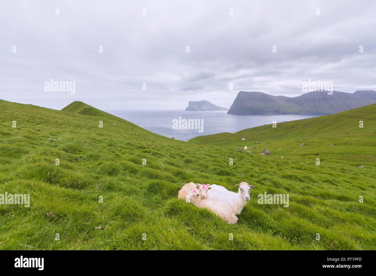 Schafe auf Gras, Kalsoy Island, Färöer, Dänemark Stockfoto