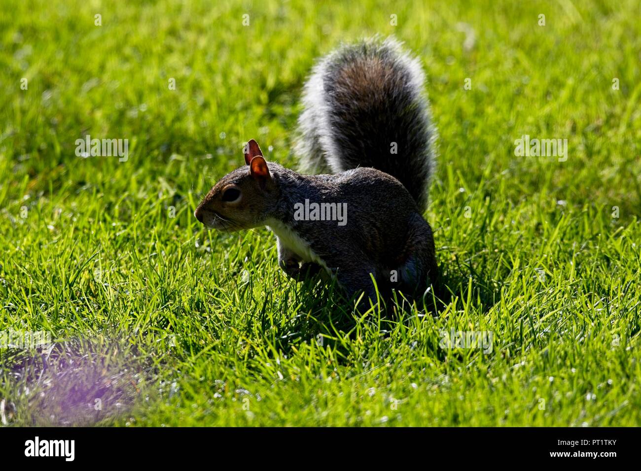 Ein graues Eichhörnchen ernährt sich in dieser Nachmittagssonne in East Sussex, Stockfoto