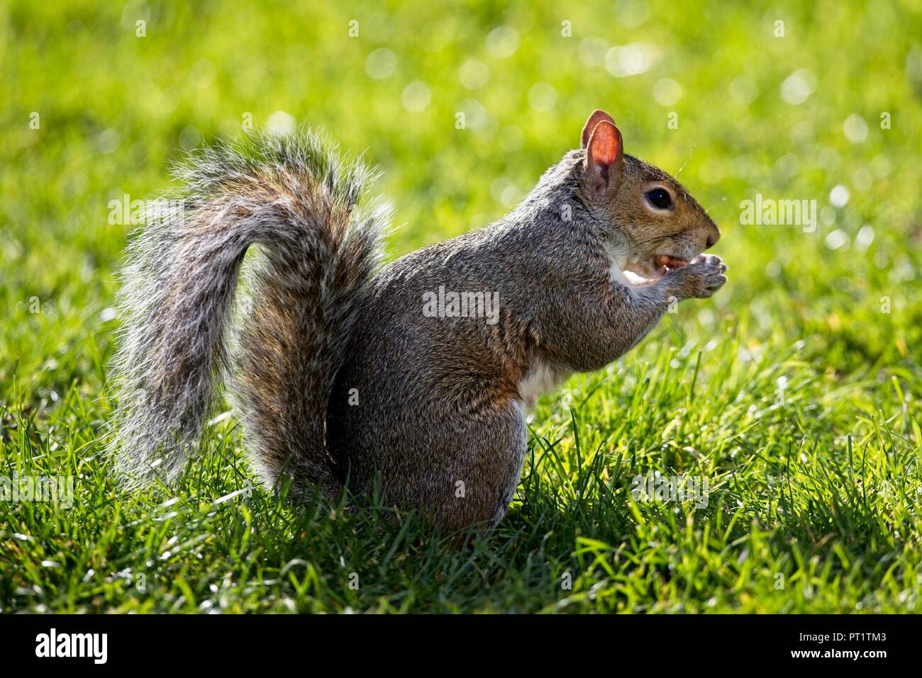 Ein graues Eichhörnchen ernährt sich in dieser Nachmittagssonne in East Sussex, Stockfoto