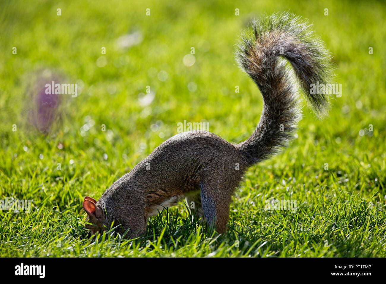 Ein graues Eichhörnchen ernährt sich in dieser Nachmittagssonne in East Sussex, Stockfoto