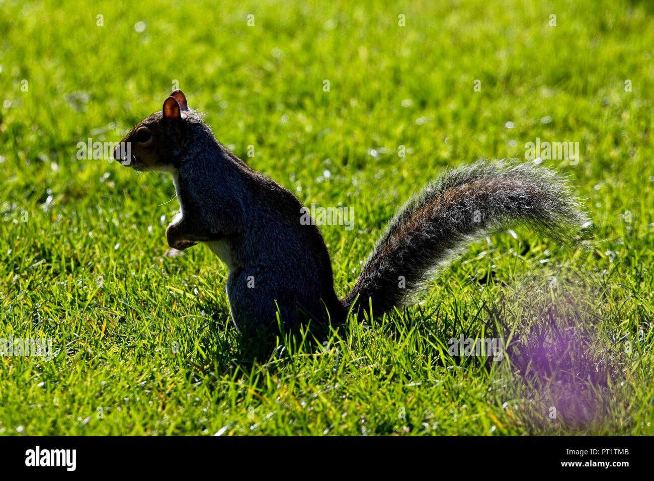 Ein graues Eichhörnchen ernährt sich in dieser Nachmittagssonne in East Sussex, Stockfoto