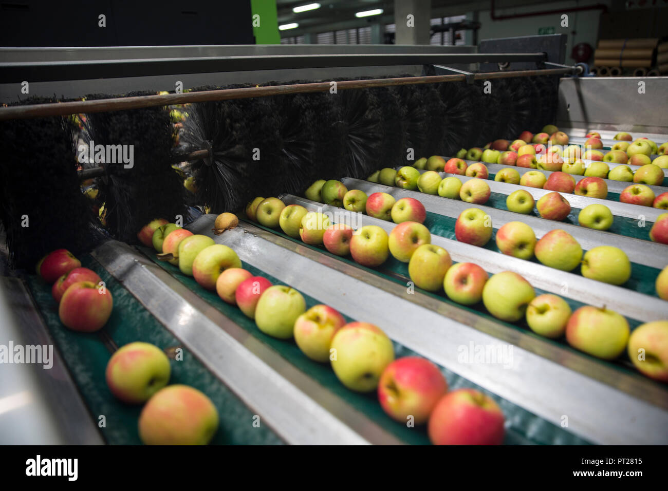 Äpfel sortiert Stockfoto