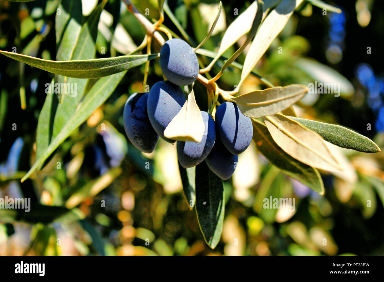 Koroneiki Oliven Olivenbaum, Olive Grove in Kalamata, Peloponnes, südwestlichen Griechenland. Stockfoto