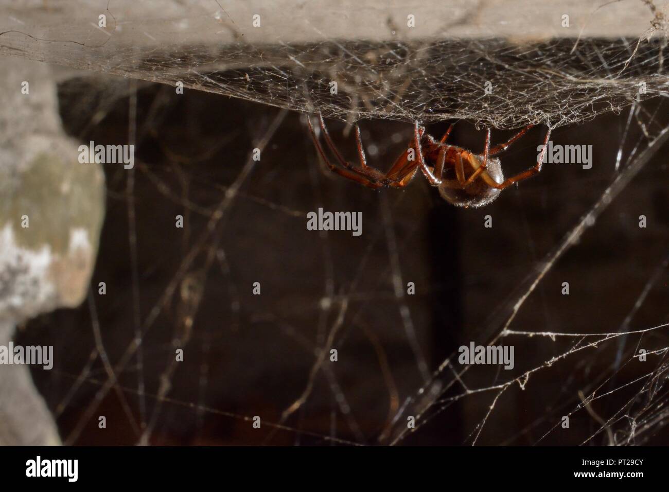 Falsche Witwe spider/Noble falsche Witwe (Steatoda nobilis) Weiblich, Großbritanniens giftigsten Spinne auf seiner Website in einem Holzschuppen, in der Nähe von Wells, Somerset, UK. Stockfoto