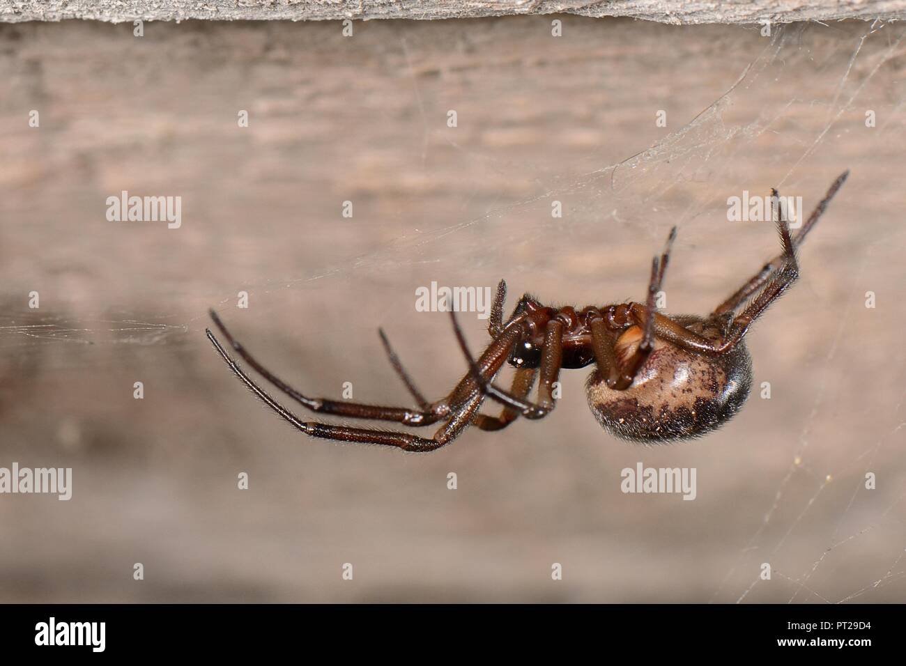 Falsche Witwe spider/Noble falsche Witwe (Steatoda nobilis) Weiblich, Großbritanniens giftigsten Spinne auf seiner Website in einem Holzschuppen, in der Nähe von Wells, Somerset, UK. Stockfoto