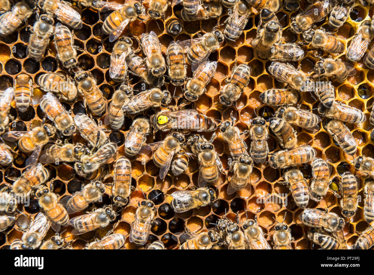 Ein Bienen Honig produzieren, ein typisches Produkt aus Nicht Tal, Trentino Italien Europa Stockfoto