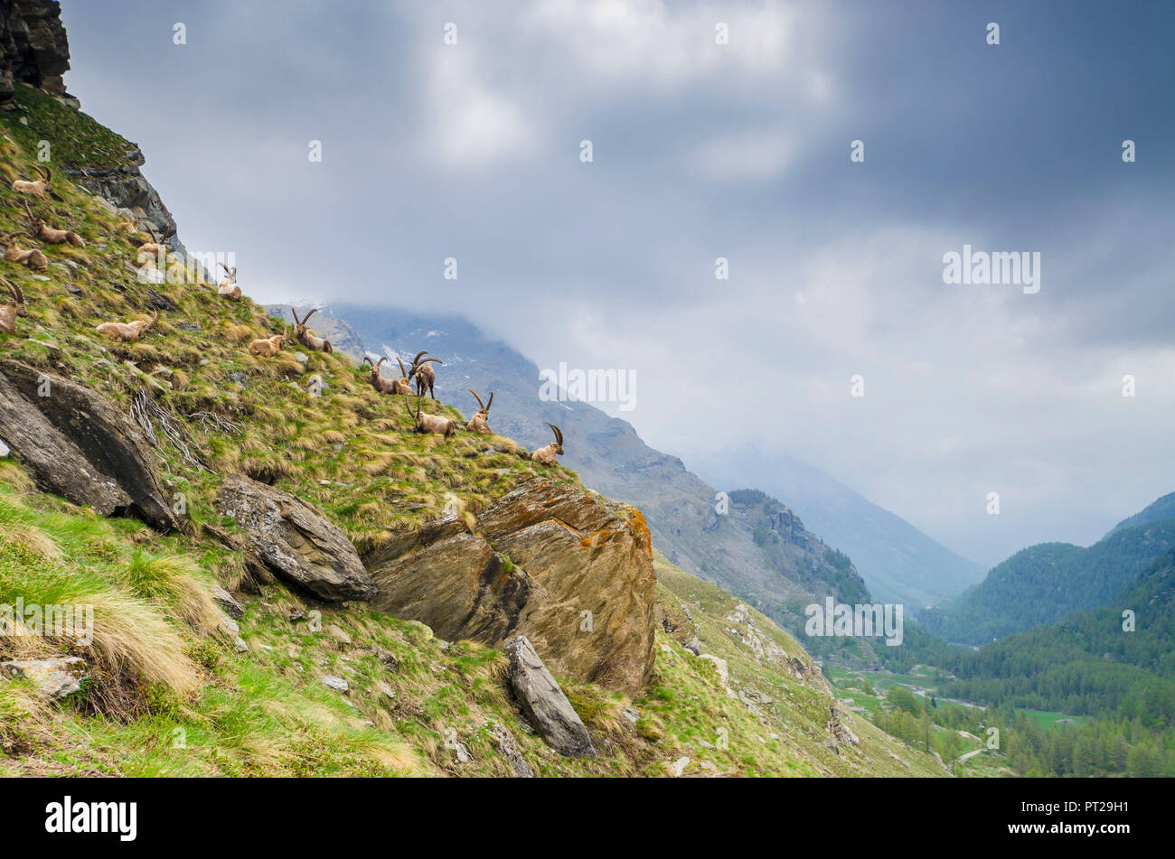 Eine Herde Steinböcke, Valle dell'Orco, Nationalpark Gran Paradiso, Piemont, Graian Alps, Provinz Turin, Alpen, Italien Stockfoto