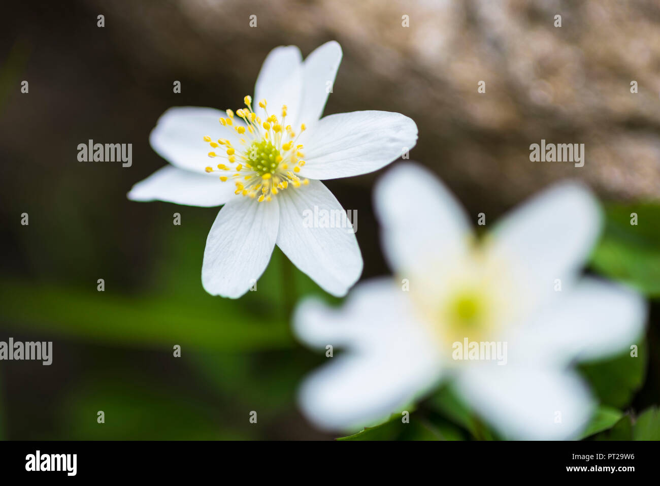 Anemone officinalis, Valchiusella, Canavese, Provinz Turin, Piemont, Graian Alps, Alpen, Italien Stockfoto