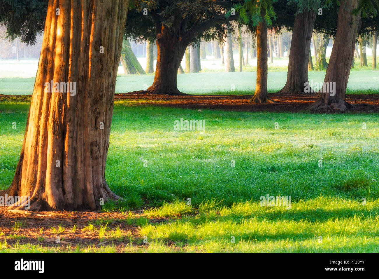 Erstes Licht im Park der Villla Reale, Monza, Provinz Monza Brianza, Lombardei, Italien, Europa, Stockfoto