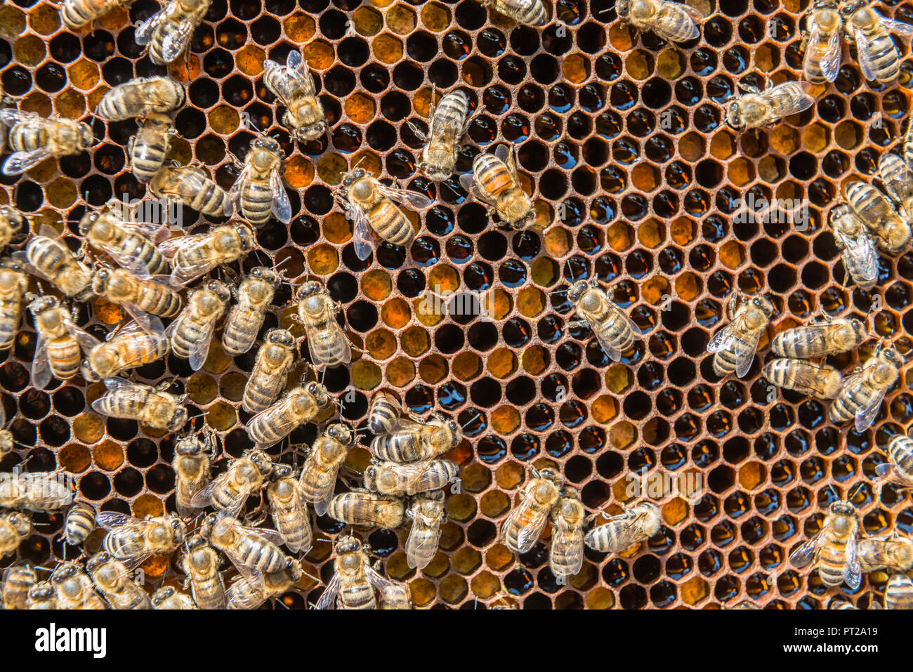 Ein Bienen Honig produzieren, ein typisches Produkt aus Nicht Tal, Trentino Italien Europa Stockfoto