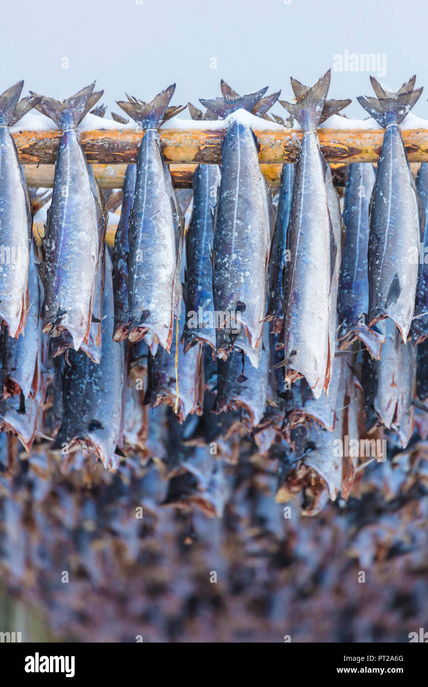 Stockfisch auf Holz Regale, Lofoten, Norwegen Stockfoto