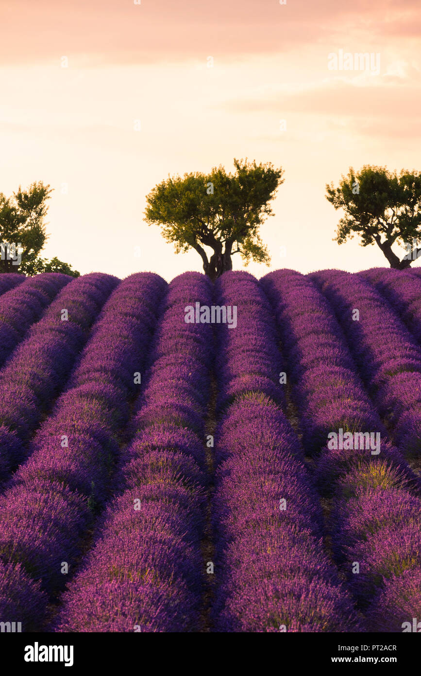 Lavendelfelder in Valensole, Provence, Frankreich Stockfoto