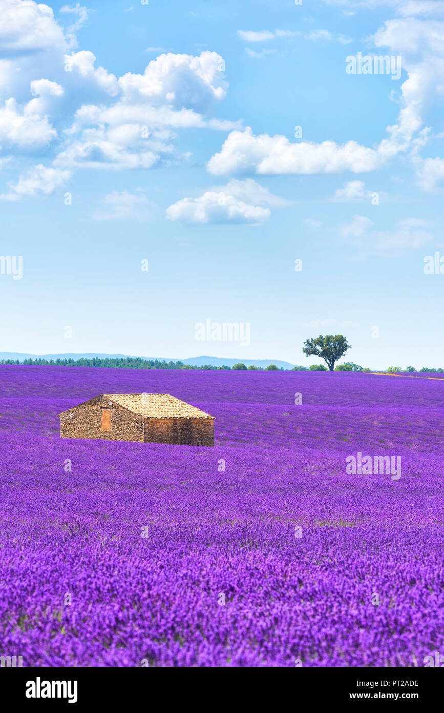 Lavendelfelder in Valensole, Provence, Frankreich Stockfoto