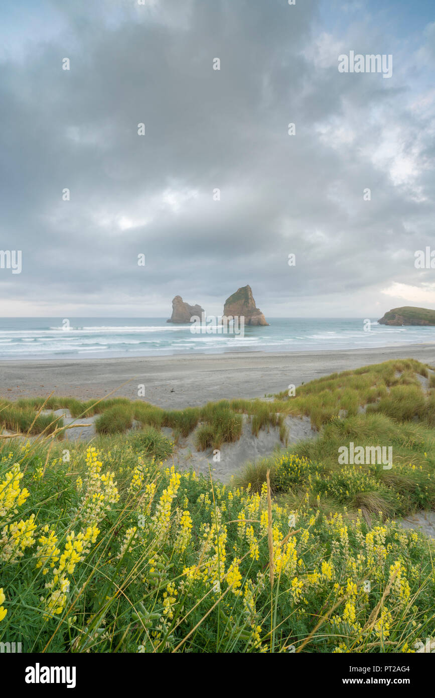 Gelbe Blumen und Moody Himmel mit Torbogen Inseln im Hintergrund, Wharariki Beach, Puponga, Tasman District, South Island, Neuseeland, Stockfoto