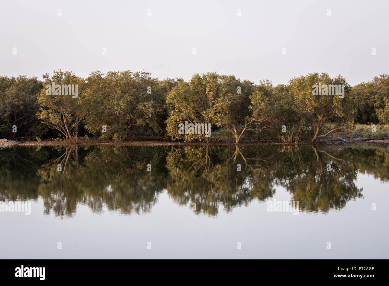 Reflexion der Mangrovenbäume im Wasser, Abu Dhabi, VAE Stockfoto