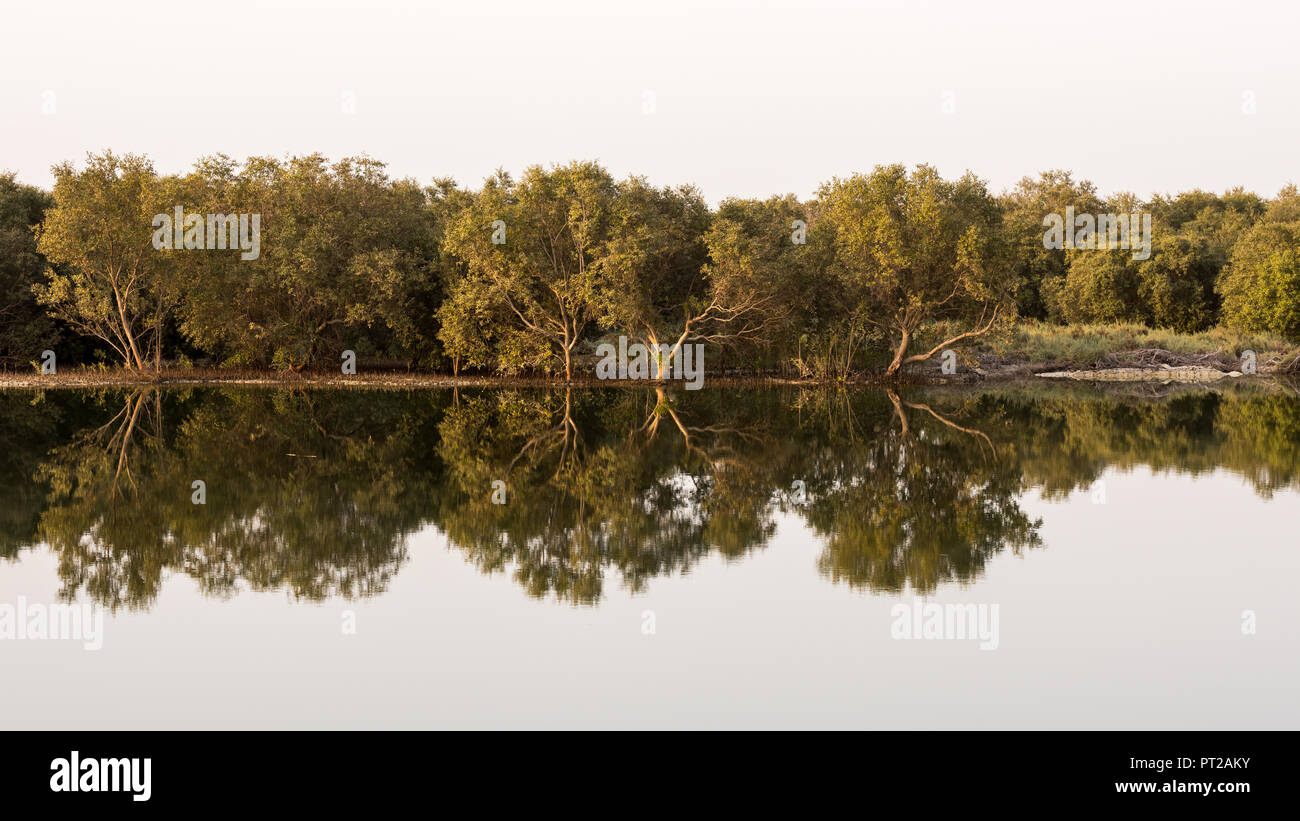 Reflexion der Mangrovenbäume im Wasser, Abu Dhabi, VAE Stockfoto