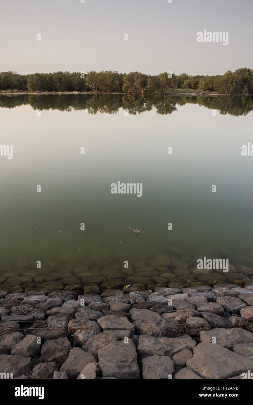 Reflexion der Mangrovenbäume im Wasser, Abu Dhabi, VAE Stockfoto