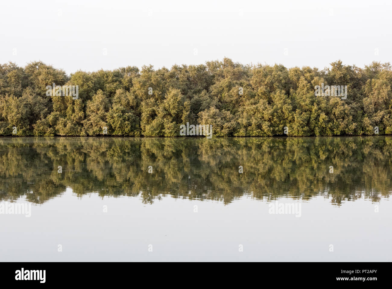Reflexion der Mangrovenbäume im Wasser, Abu Dhabi, VAE Stockfoto