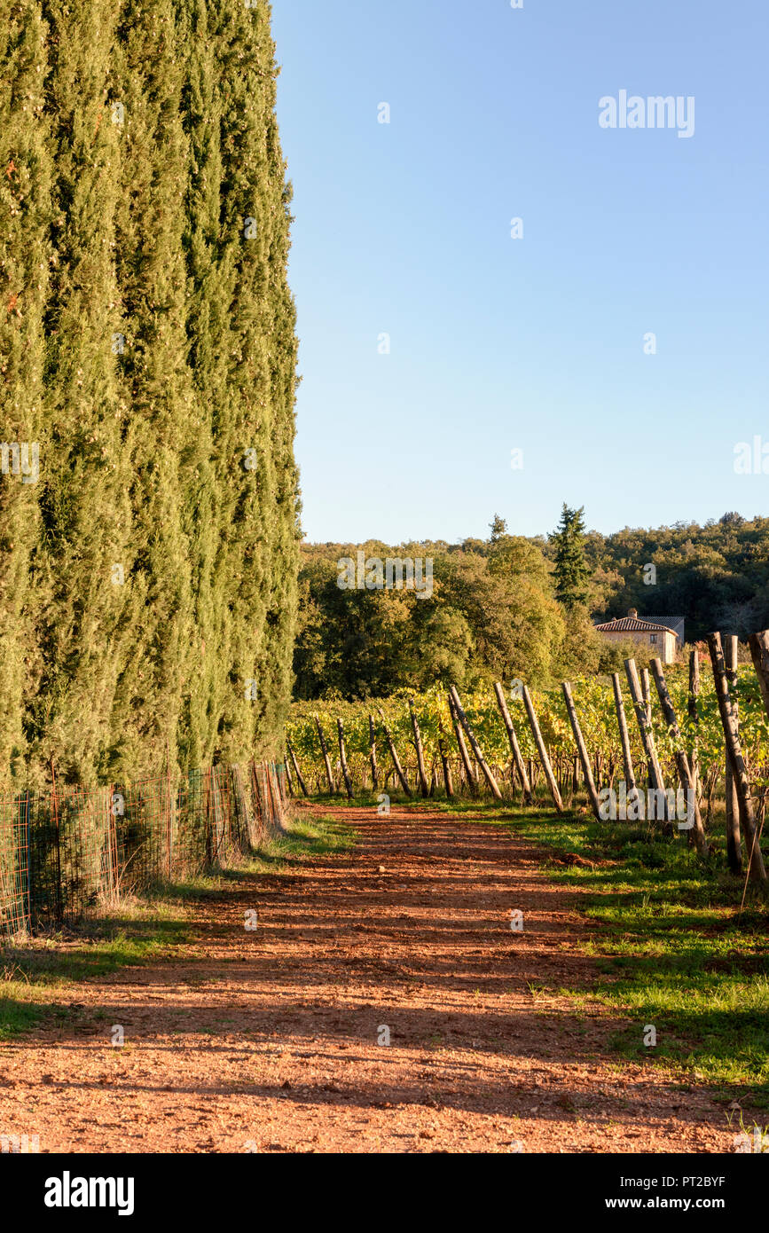 Italien, Toskana, Provinz Siena, Feld und Zypressen Stockfoto