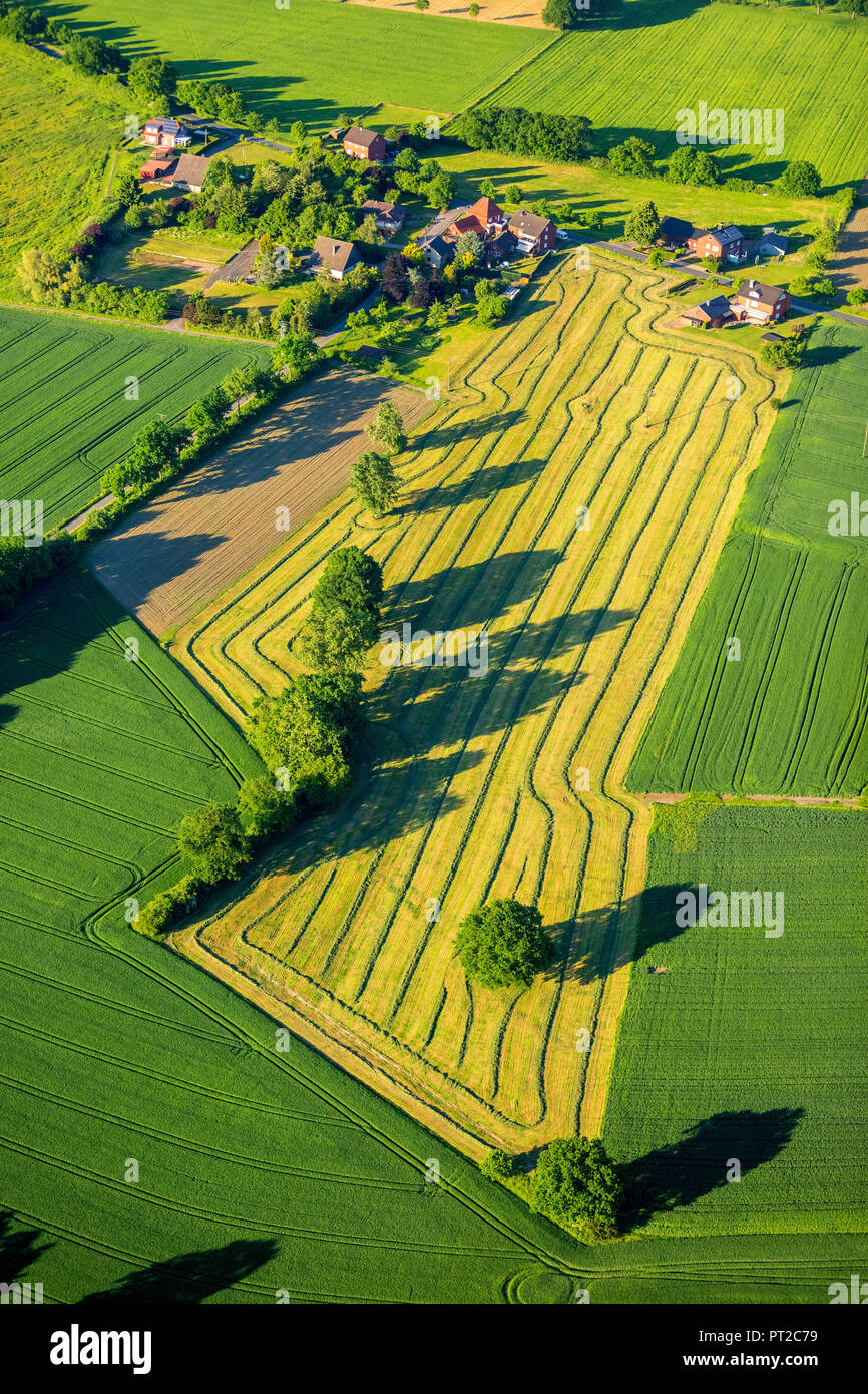 Heuernte zwischen Werne-Stockum und Horst, Landwirtschaft, Ernte, Muster, Reihen von Heu, Werne, Ruhrgebiet, Nordrhein-Westfalen, Deutschland, Europa Stockfoto