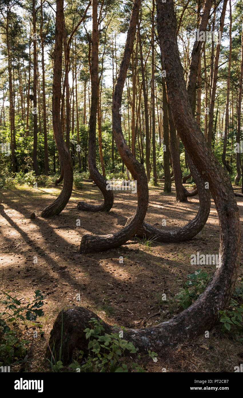 Polen, Nowe Czarnowo, schiefe Wald Stockfoto