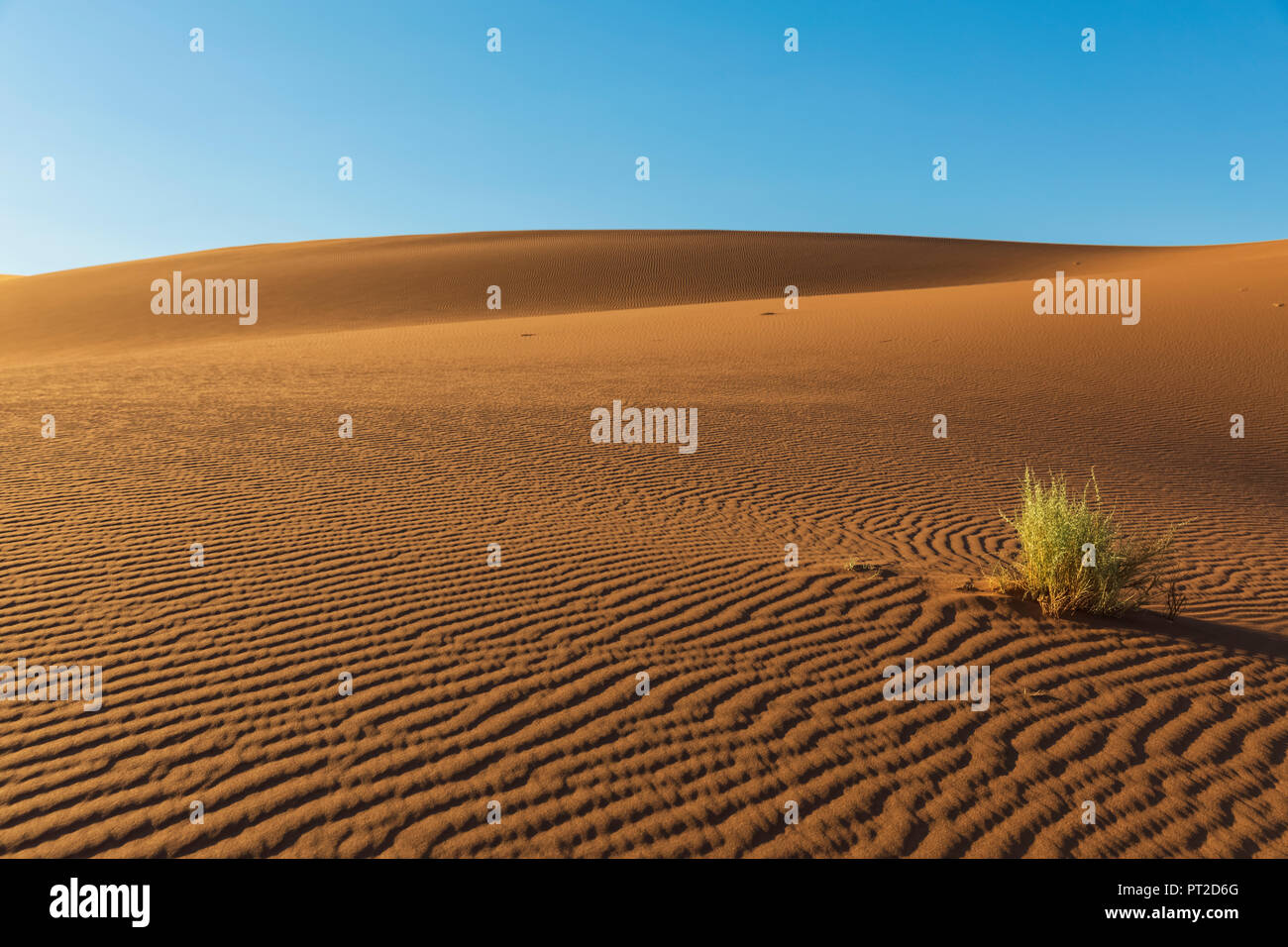 Afrika, Namibia, Namib, Naukluft National Park, Bush wächst auf Sanddünen Stockfoto