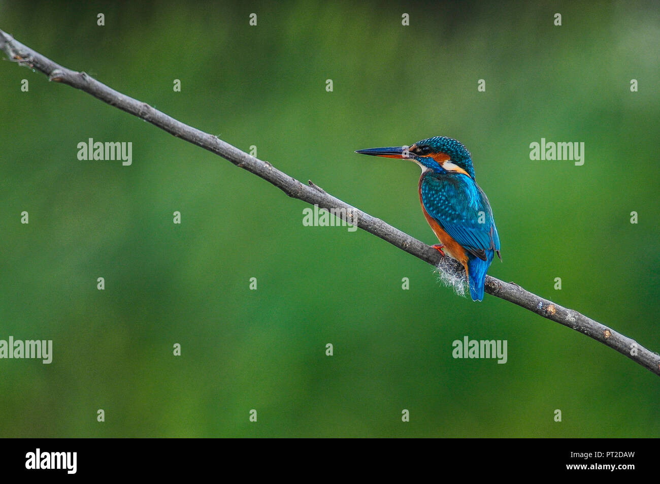 Eisvögel auf einem Zweig Stockfoto