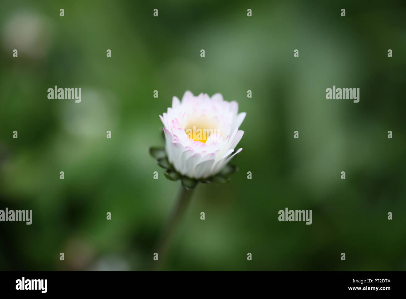 Englisch Daisy im Frühjahr Stockfoto