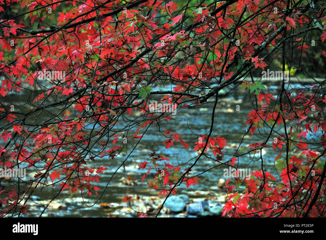 Schönen Zweigen gefüllt mit roten Ahornblätter hängt über einen Stream in Connecticut. Stockfoto