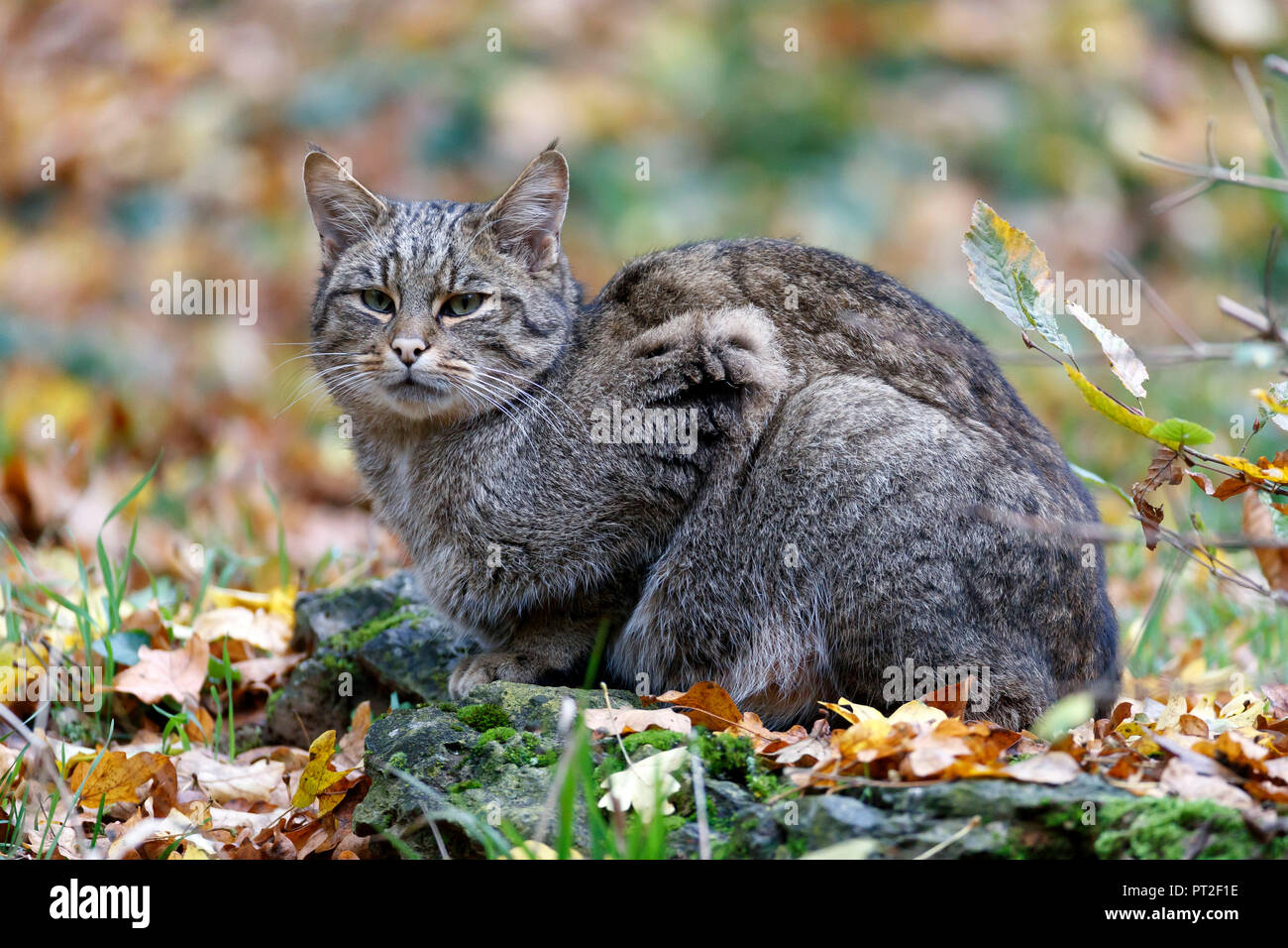 Wildkatze (Felis silvestris), Captive, Deutschland Stockfoto