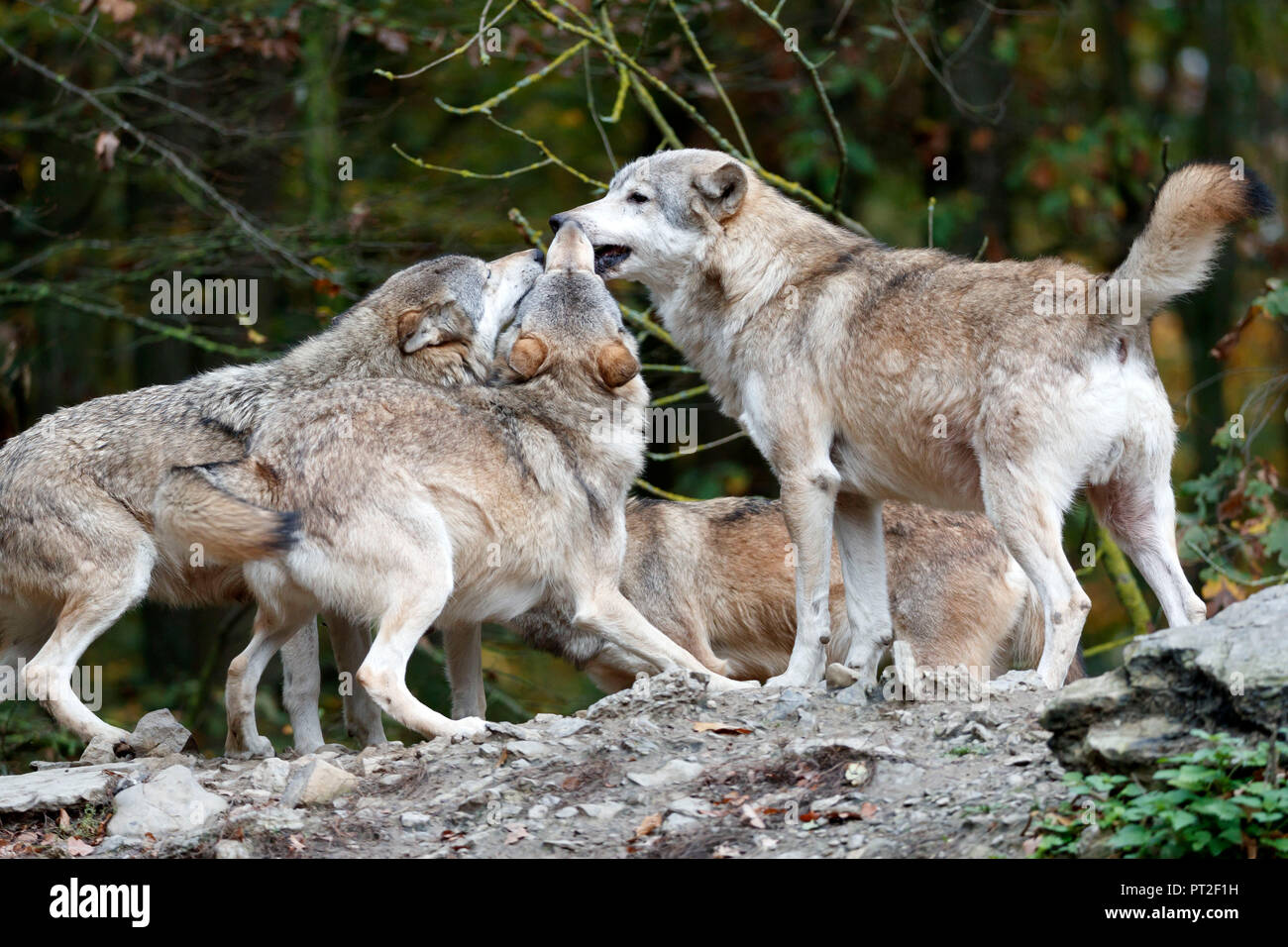 Ost Wolf, Wolf, Algonquin Wolf (Canis lupus lycaon), Captive Stockfoto