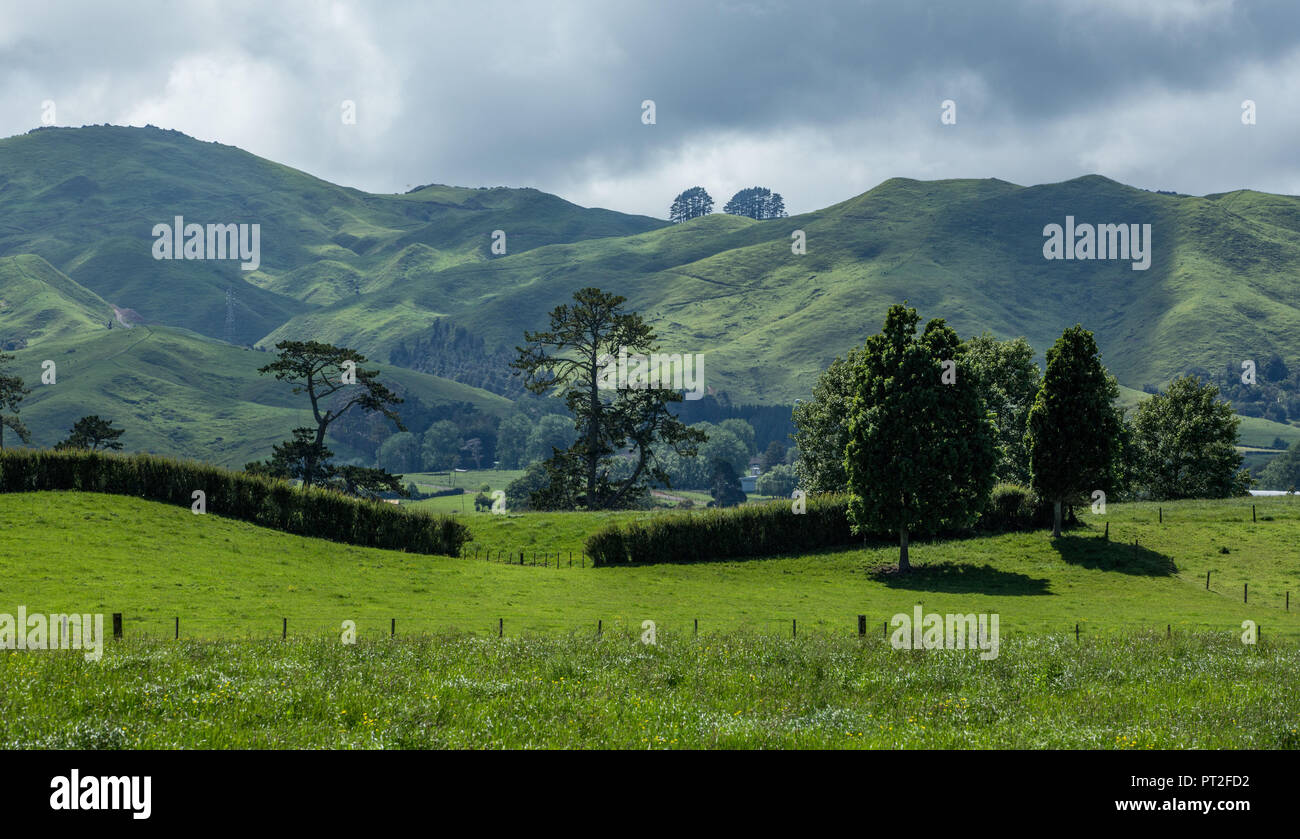 Neuseeland, Nordinsel, hügelige Landschaft in Matamata, Stockfoto