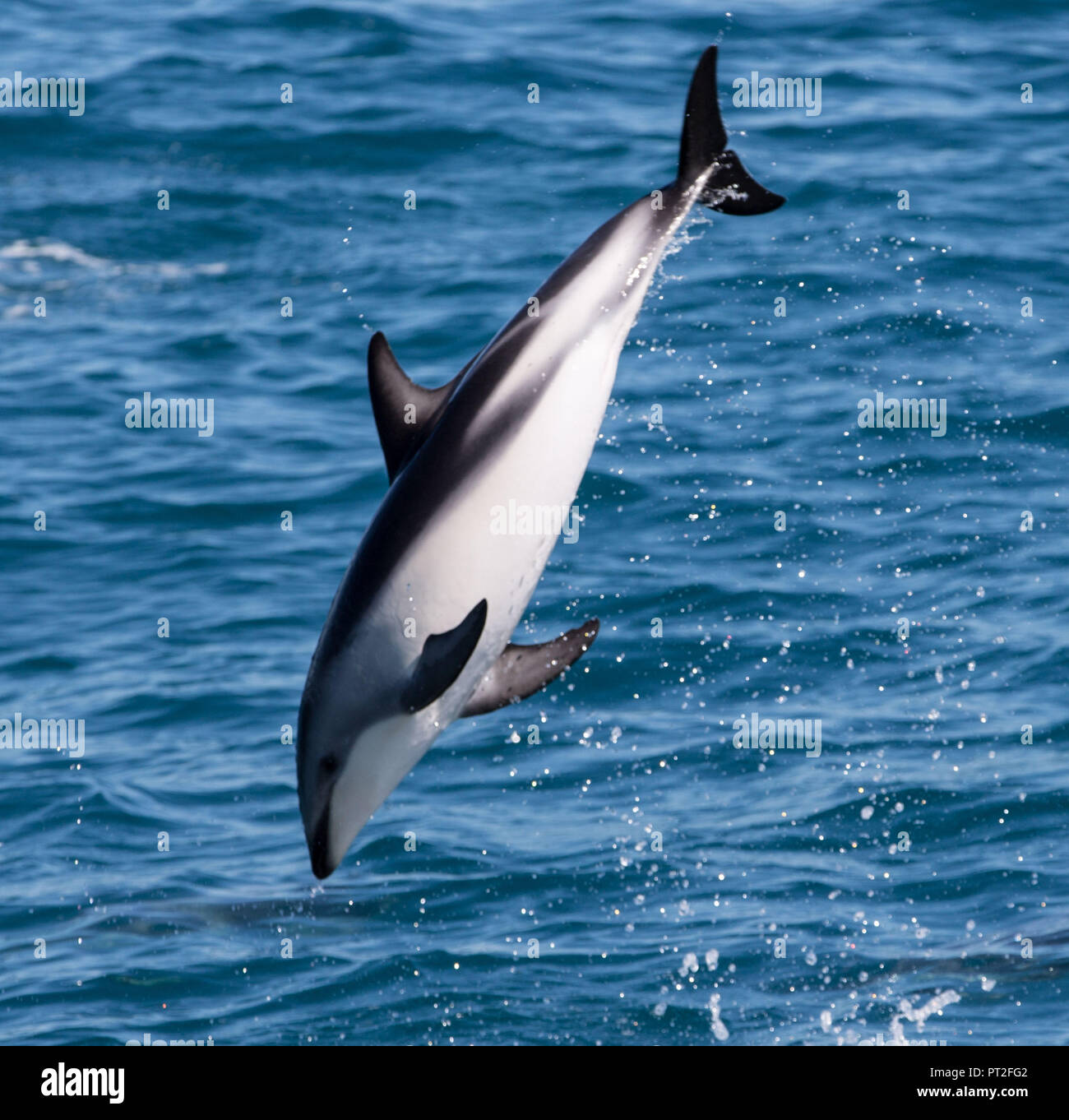 Neuseeland, dusky Dolphin in Kaikoura, Springen, Stockfoto