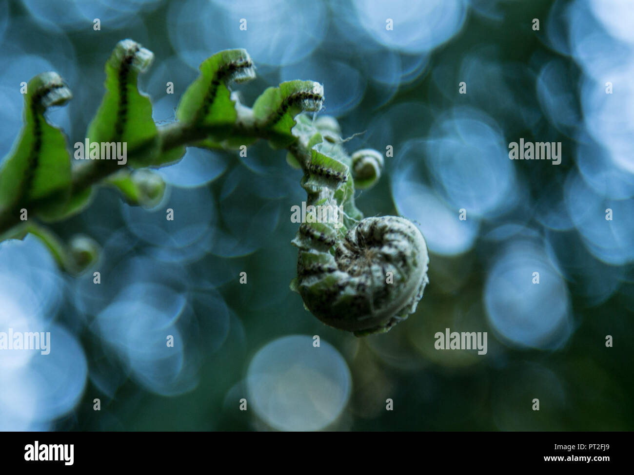 Farn, Blatt, Detail, Blur, Stockfoto