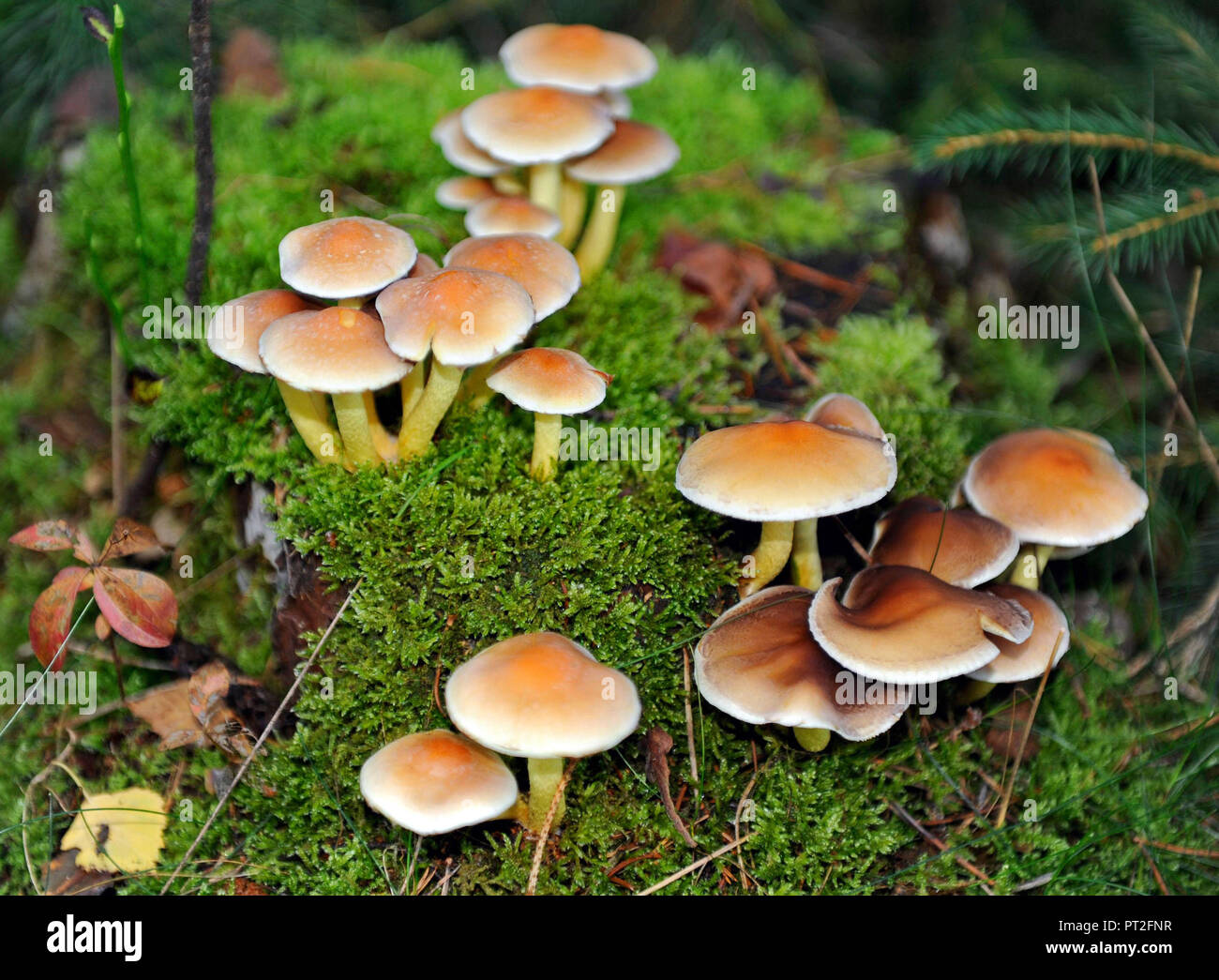 Honig Pilz, wächst auf einem Bemoosten Baumstumpf, geschmort oder gekocht essbar, aber roh giftig. Stockfoto