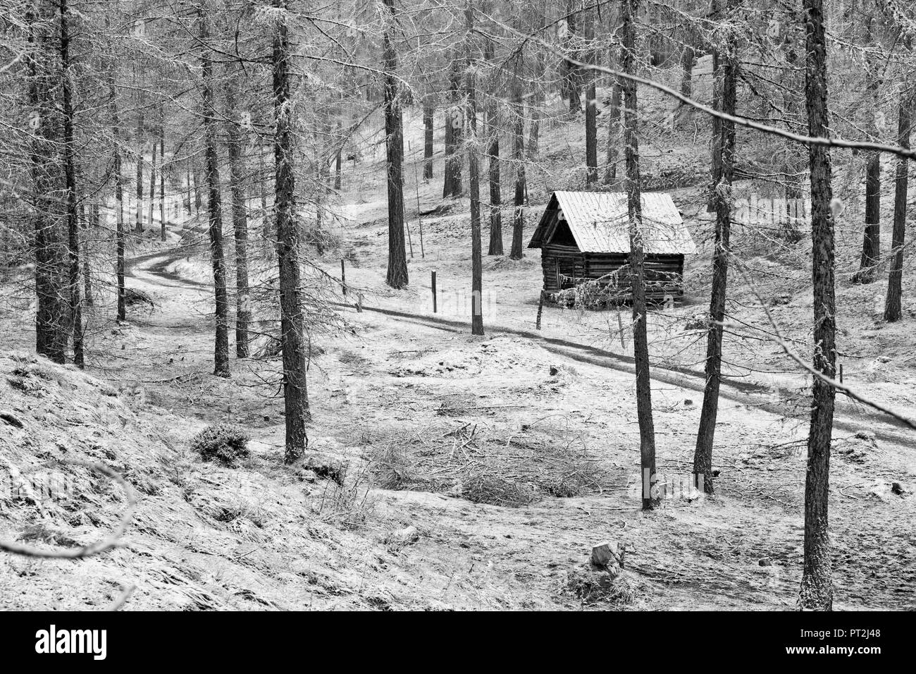 Österreich, Tirol, Lärchenwald in Obsteig, erster Schnee im Herbst Stockfoto