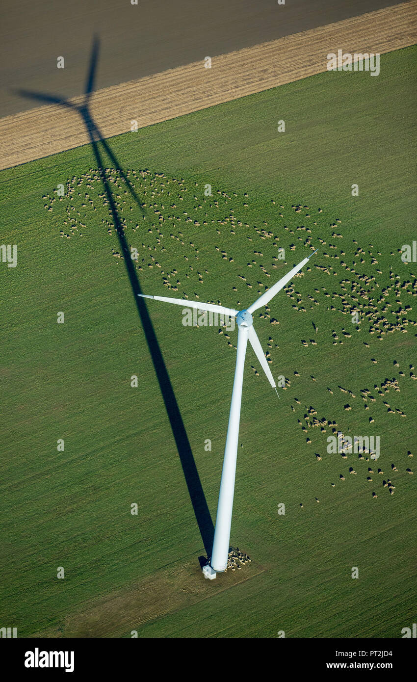 Windenergieanlage auf ein Feld, eine Herde Schafe, Felder, alternative Energie, Windenergie, Baesweiler, Rheinland, Nordrhein-Westfalen, Deutschland Stockfoto
